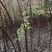 山茱萸农户直销一手货源质量保证诚信经营