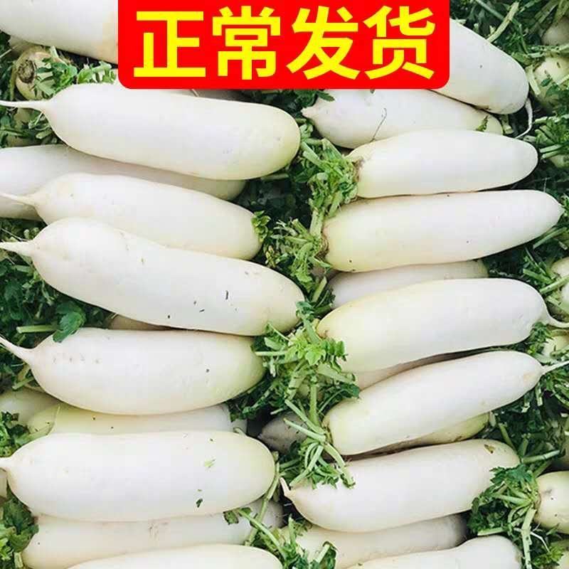 精品白萝卜诚信代办品质有保障，支持视频看货