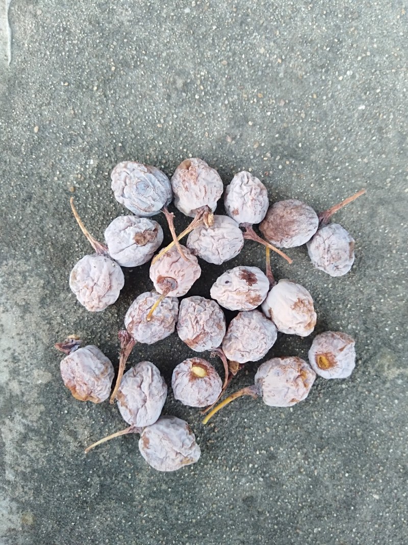 白果银杏果，产地直销，保质保量，量大从优，欢迎选购！