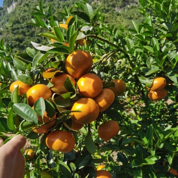 默科特，模科特，采购接单暗号