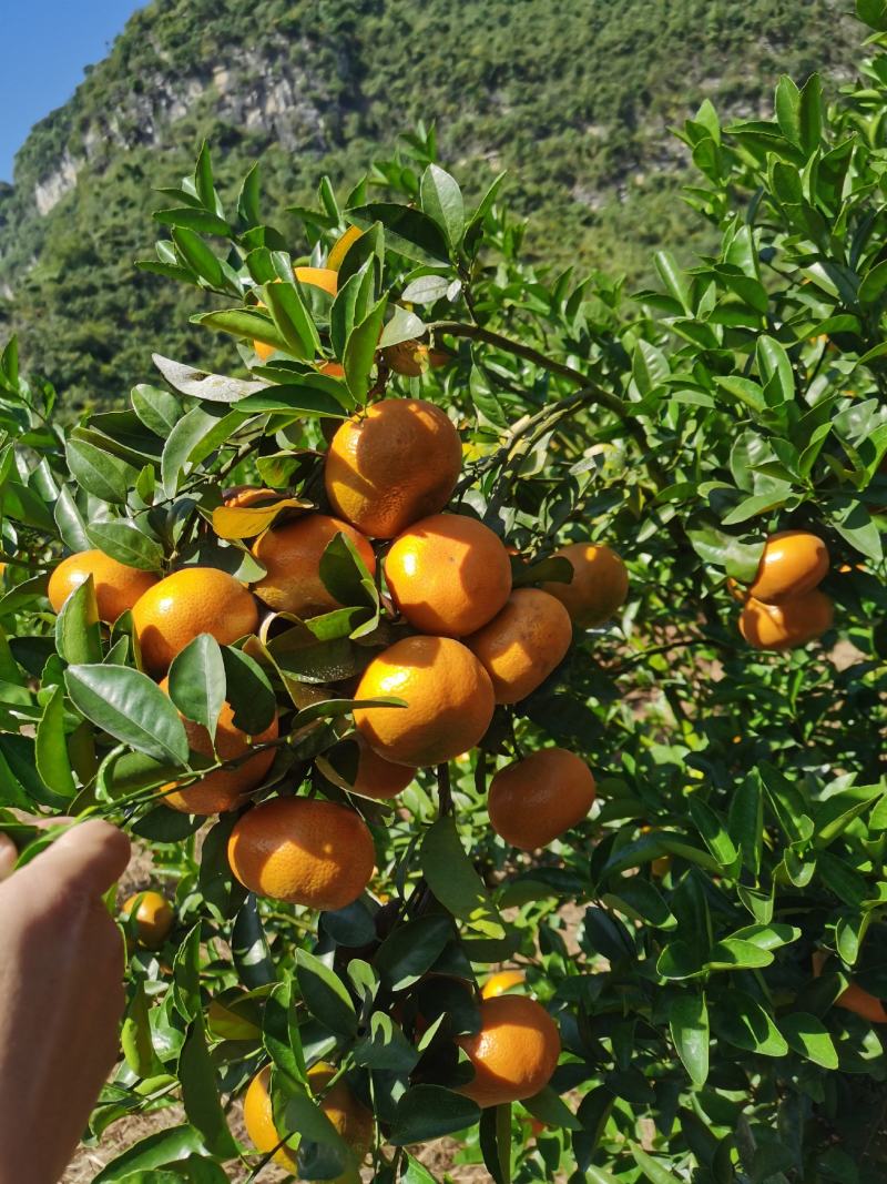默科特，模科特，采购接单暗号