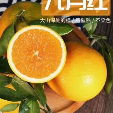 秭归九月红脐橙/大山深处的脐橙皮薄果肉红色汁甜欢迎联系