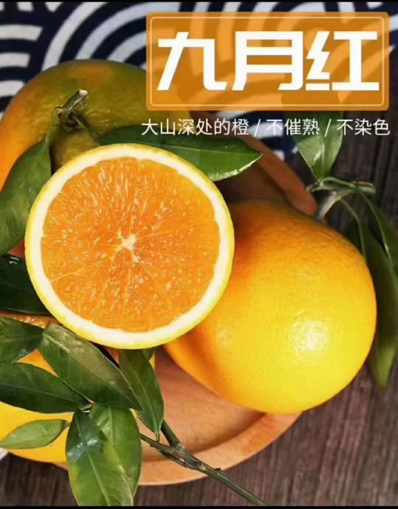 秭归九月红脐橙/大山深处的脐橙皮薄果肉红色汁甜欢迎联系