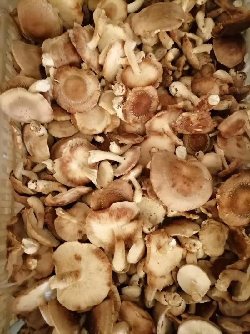 《精品香菇》产地量大欢迎各位老板前来洽谈