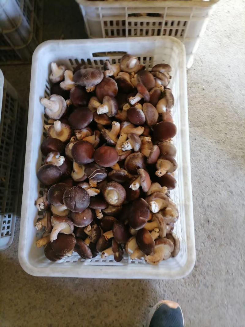 《精品香菇》产地量大欢迎各位老板前来洽谈