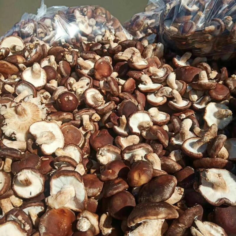 《精品香菇》产地量大欢迎各位老板前来洽谈