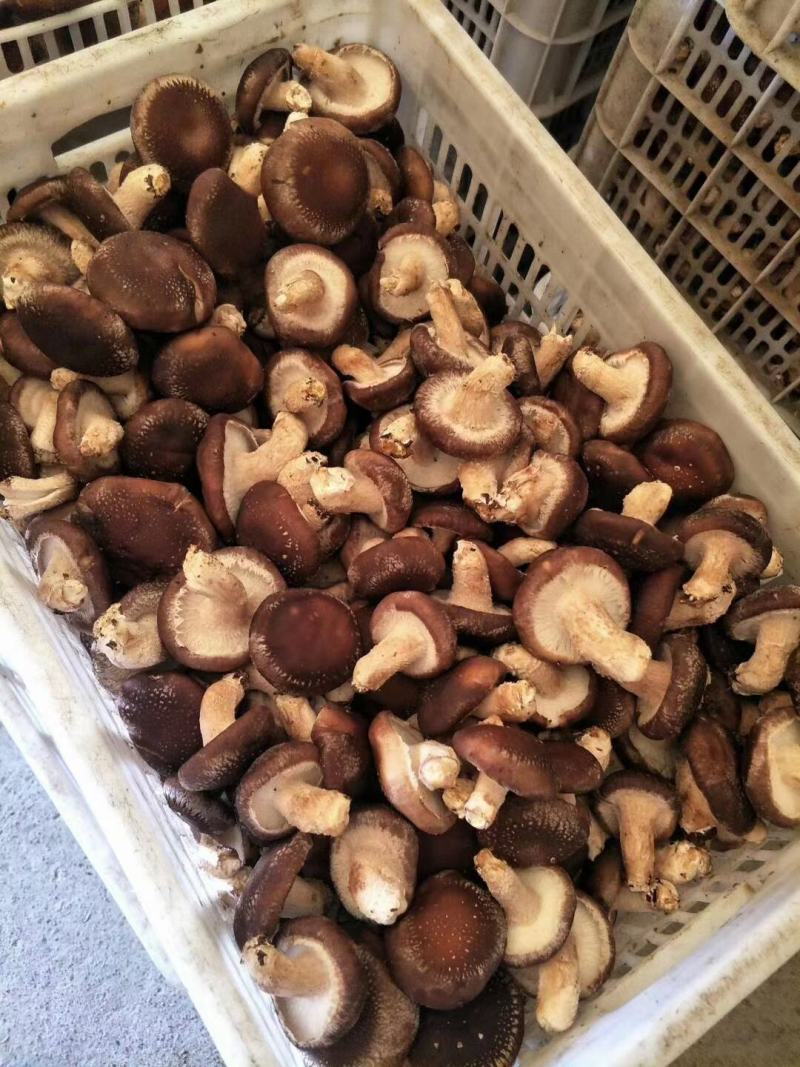 《精品香菇》产地量大欢迎各位老板前来洽谈