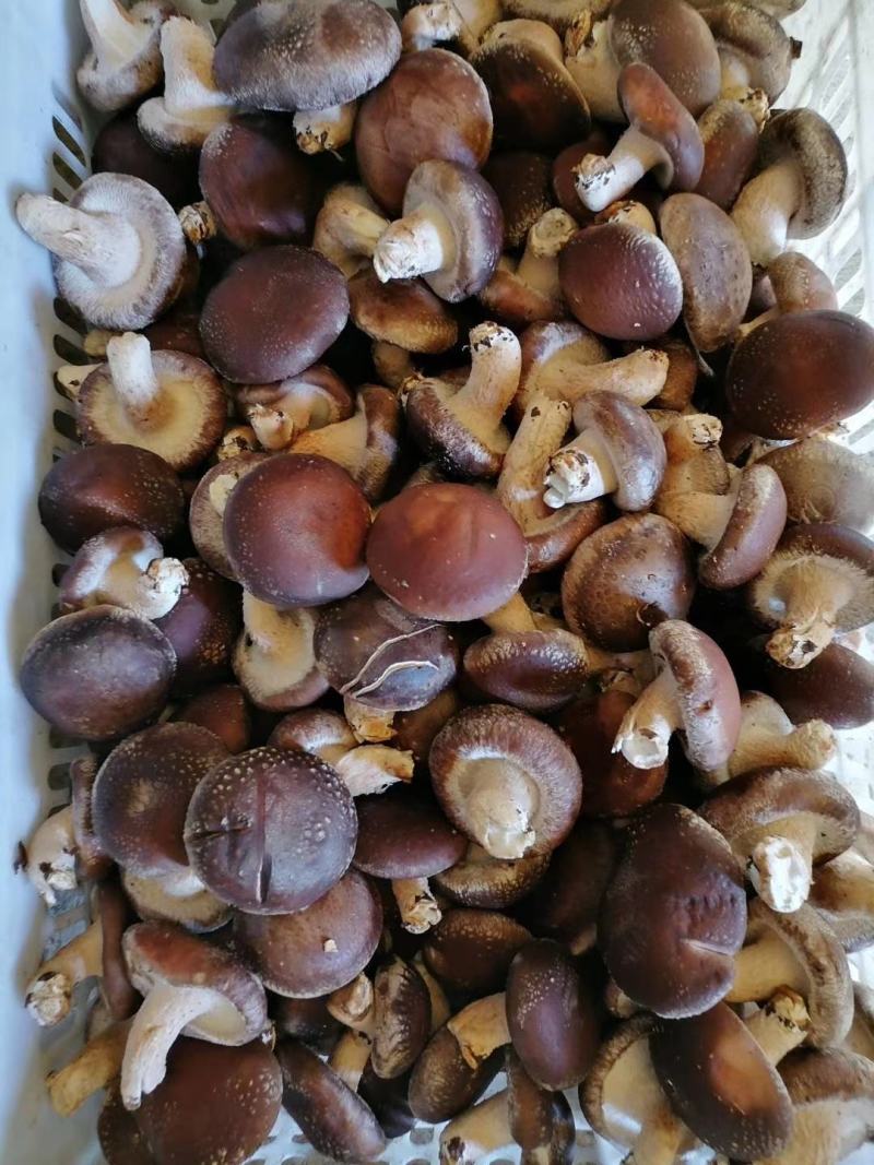 《精品香菇》产地量大欢迎各位老板前来洽谈