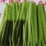 小金豆小金豆，新苗保山货