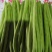 小金豆小金豆，新苗保山货