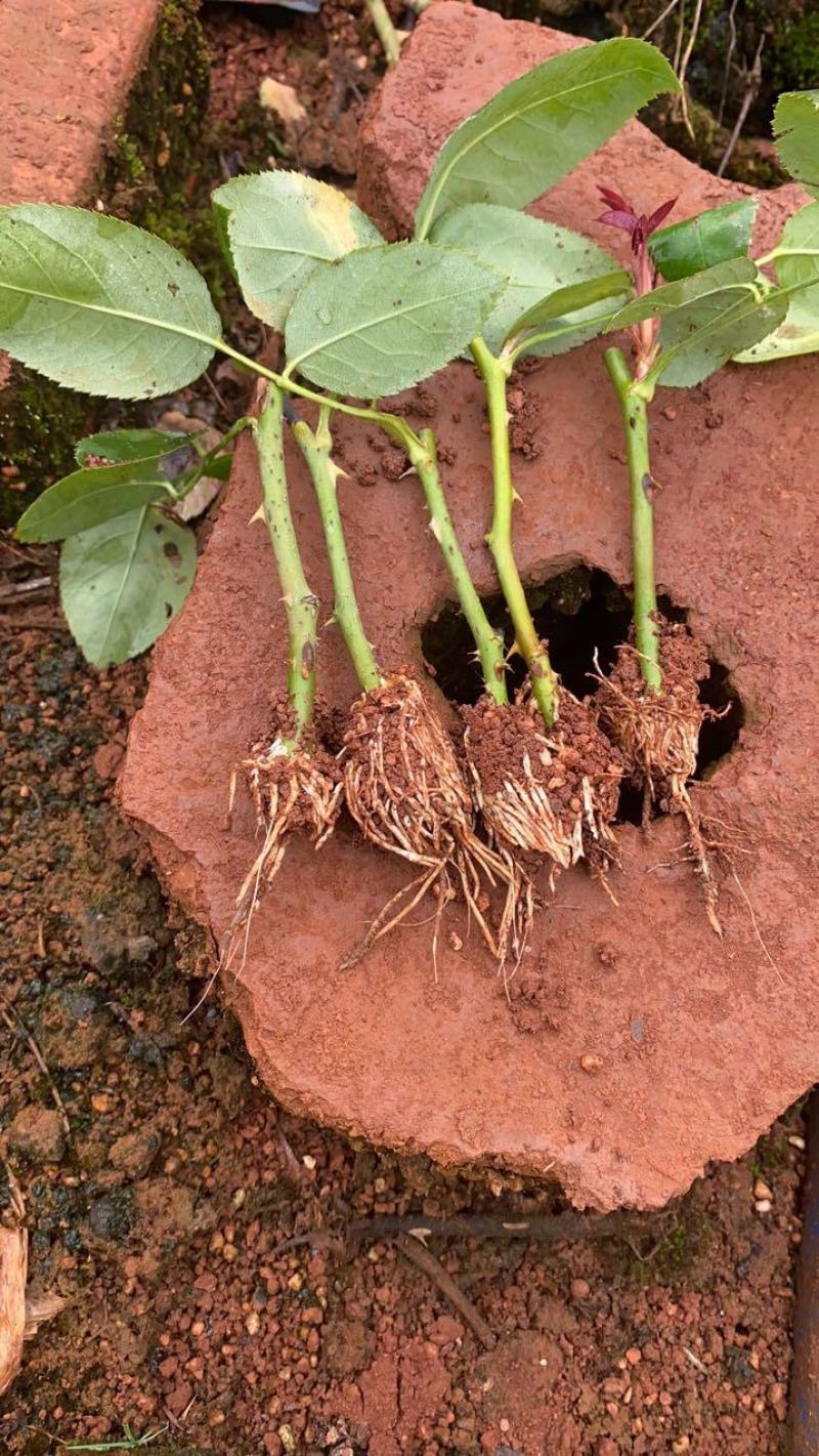 黄花月季小苗10到15公分高基地直发保证质量