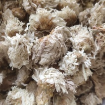 菊花白菊选关书药业批发各种中药1000g起批