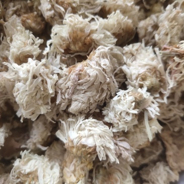 菊花白菊选关书药业批发各种中药1000g起批