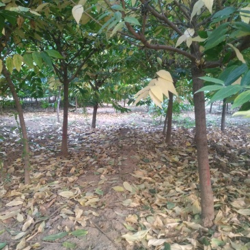 腊梅3到6公分量大，40亩地