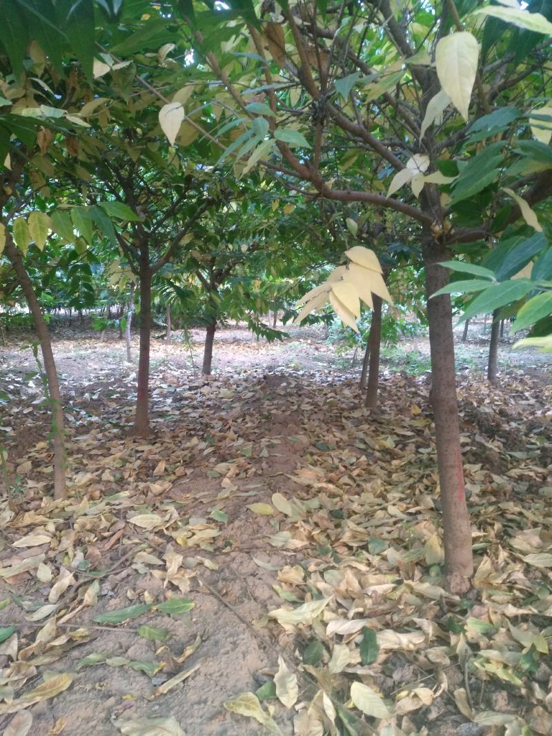 腊梅3到6公分量大，40亩地
