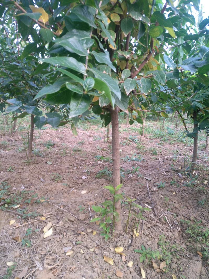 腊梅3到6公分量大，40亩地