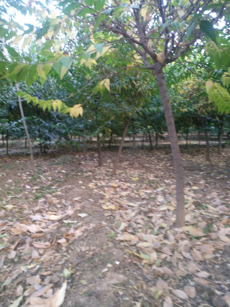 腊梅3到6公分量大，40亩地