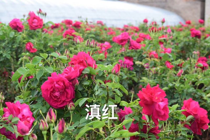 云南食用玫瑰种苗基地直发浓香可做花茶花酱鲜花饼