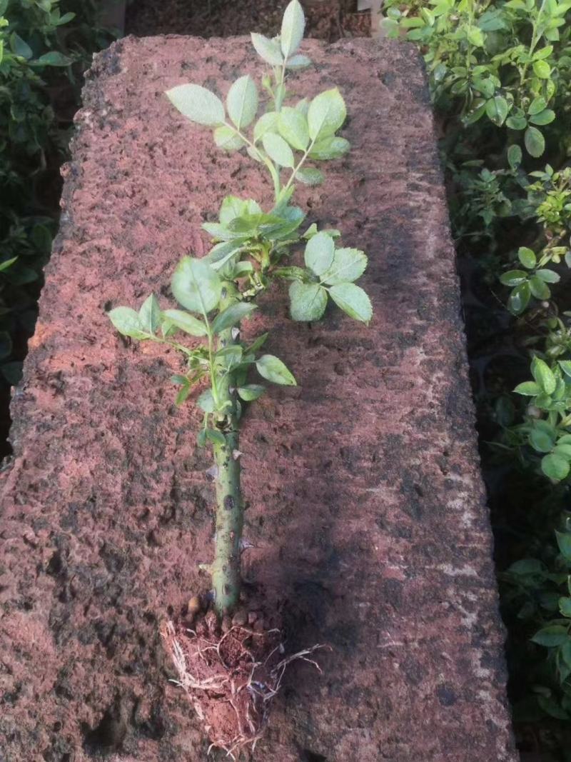 云南食用玫瑰种苗基地直发浓香可做花茶花酱鲜花饼