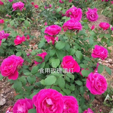 云南食用玫瑰种苗基地直发浓香可做花茶花酱鲜花饼