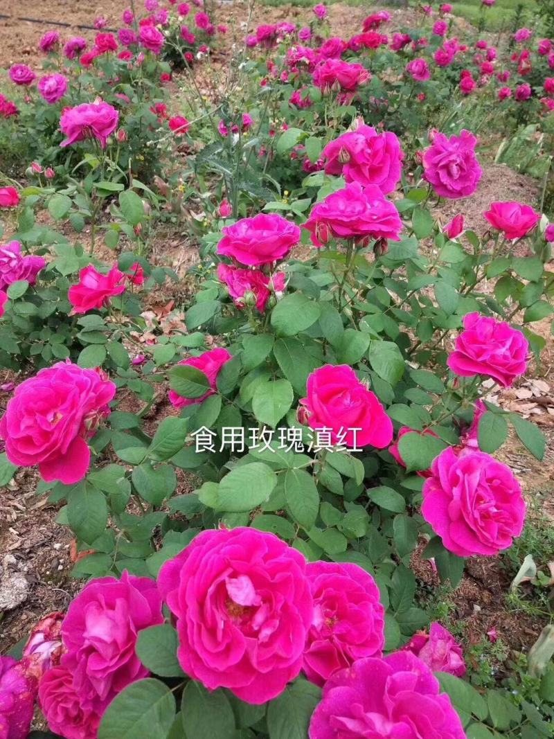 云南食用玫瑰种苗基地直发浓香可做花茶花酱鲜花饼