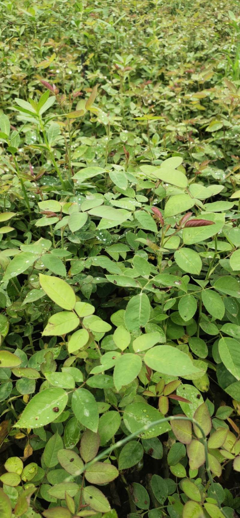 云南食用玫瑰种苗基地直发浓香可做花茶花酱鲜花饼