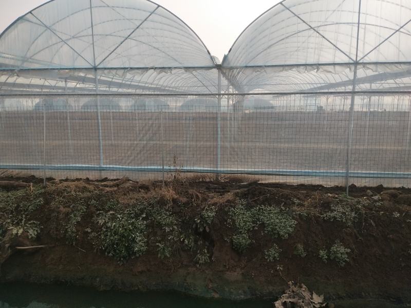 厂家定制，连体大棚规格齐全，方便实用，抗风抗雪包安装