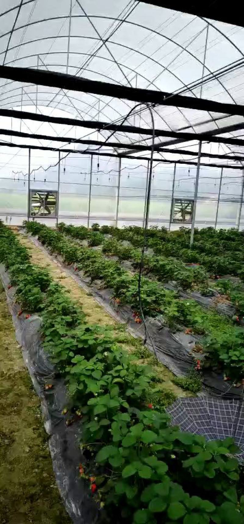 厂家定制，连体大棚规格齐全，方便实用，抗风抗雪包安装