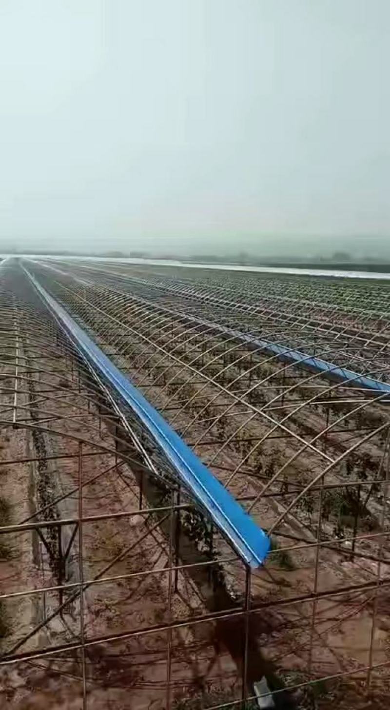 厂家定制，连体大棚规格齐全，方便实用，抗风抗雪包安装