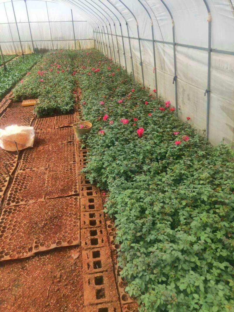 云南墨红食用玫瑰种苗大花浓香基地直发保证品种质量