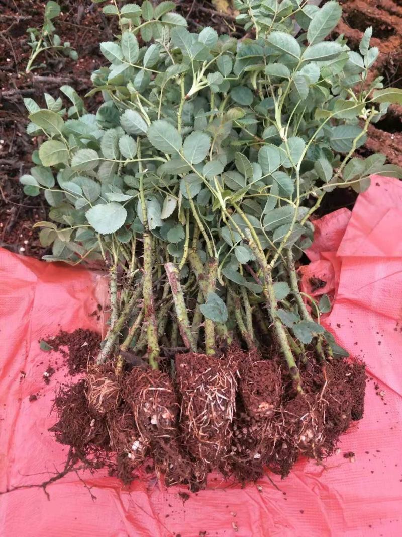云南墨红食用玫瑰种苗大花浓香基地直发保证品种质量