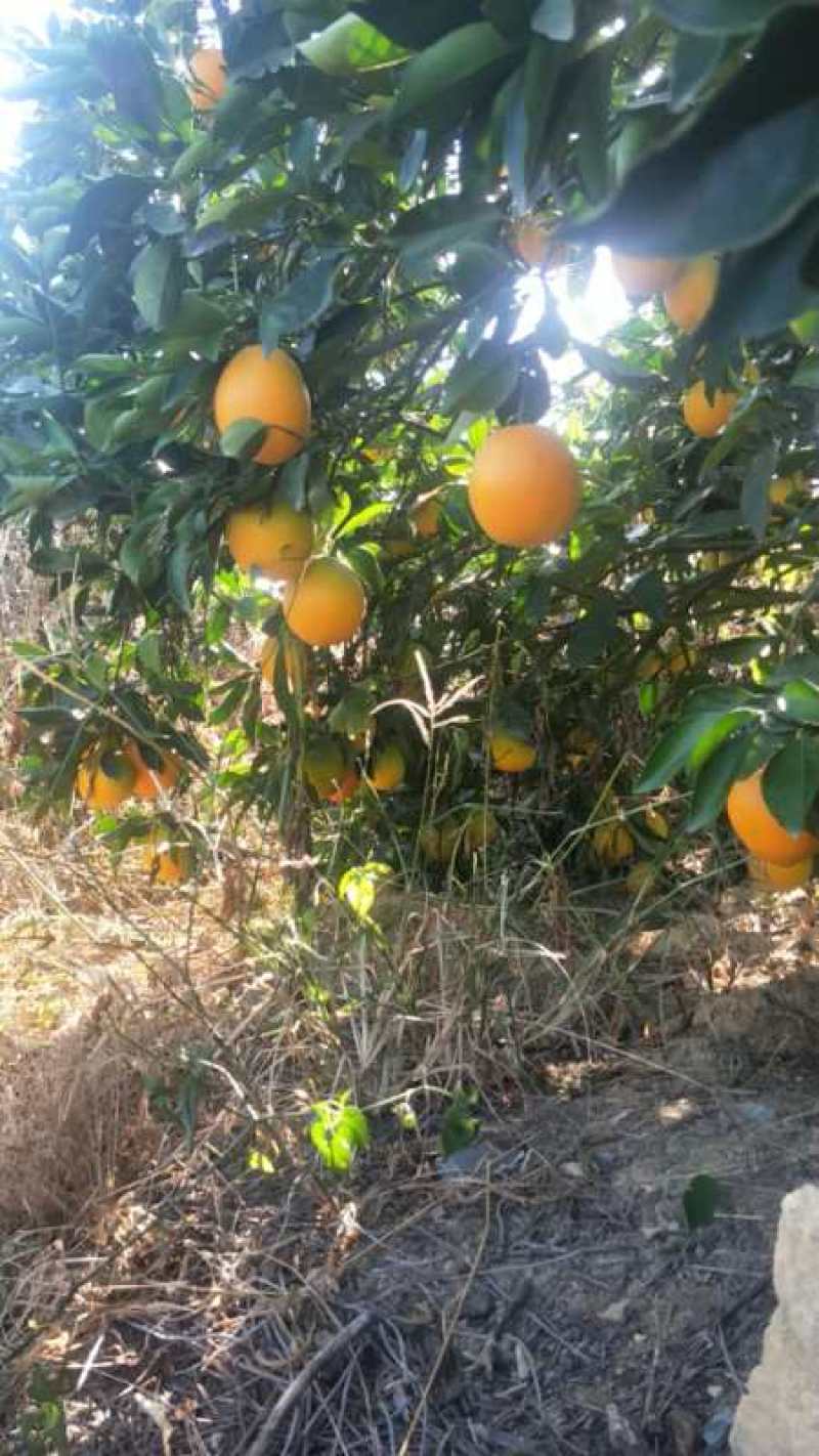 （赣南脐橙基地直供）支持一件代发，口感不错