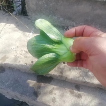 小青菜矮脚青现已大量上市