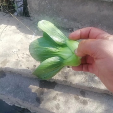 小青菜矮脚青现已大量上市