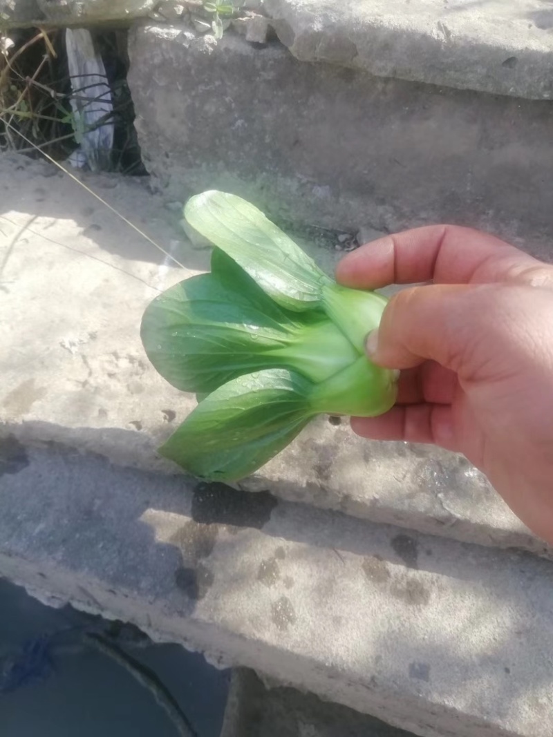 小青菜矮脚青现已大量上市