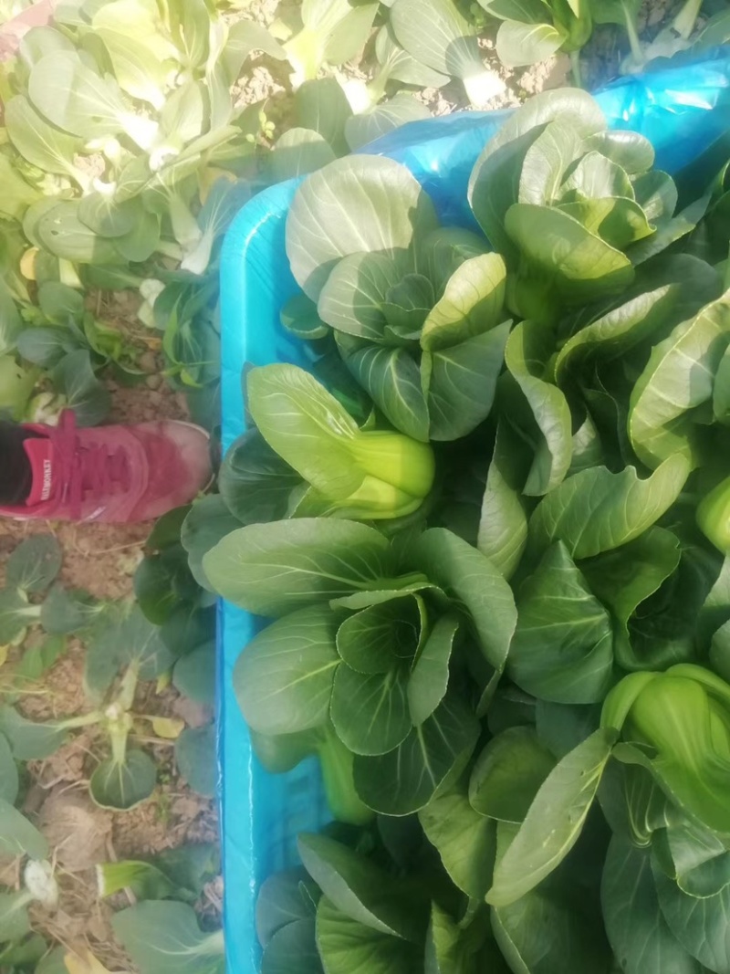 小青菜矮脚青现已大量上市