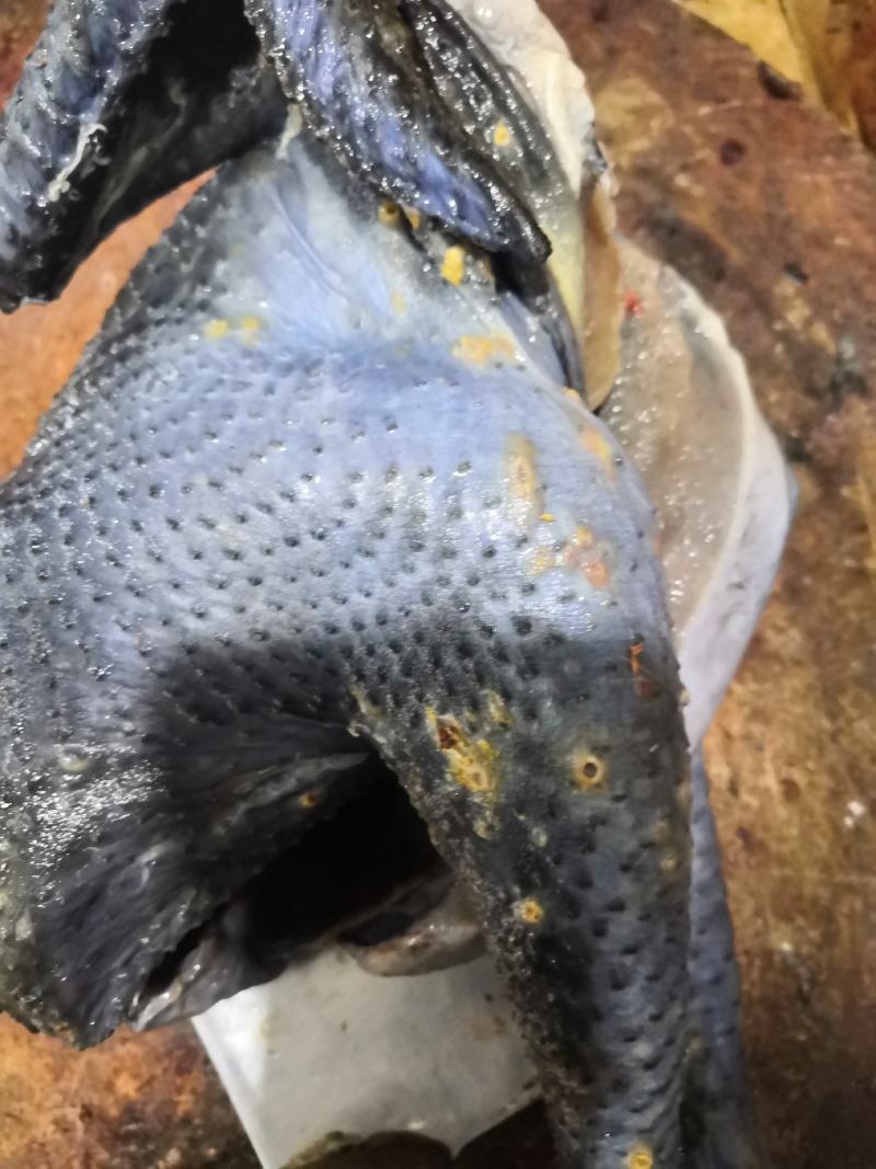 云南乡里来正宗散养土鸡——白条鸡