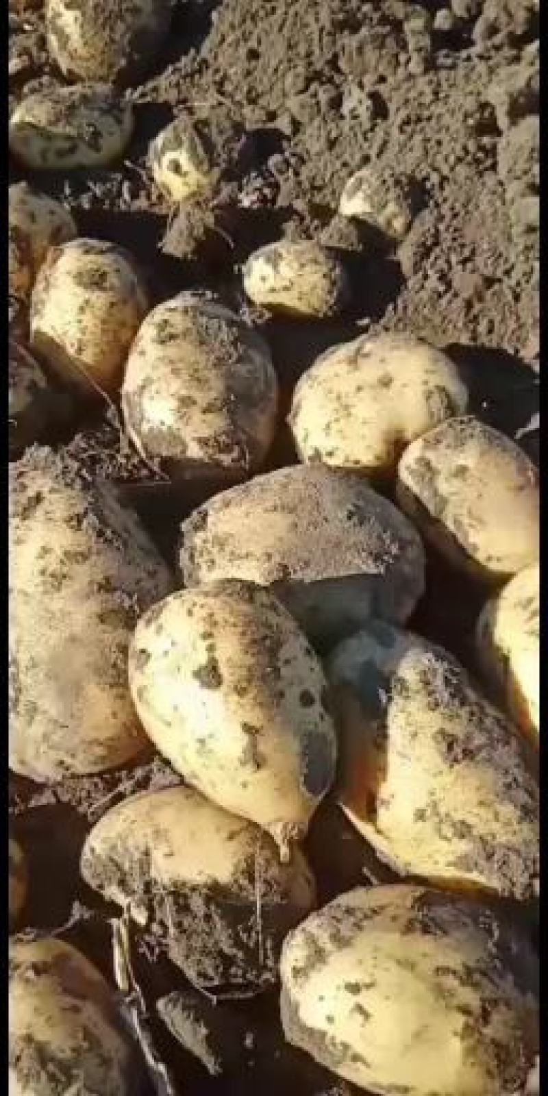 荷兰十五，尤金，黄金薯兴佳中佳华颂等商品种子大量发货！
