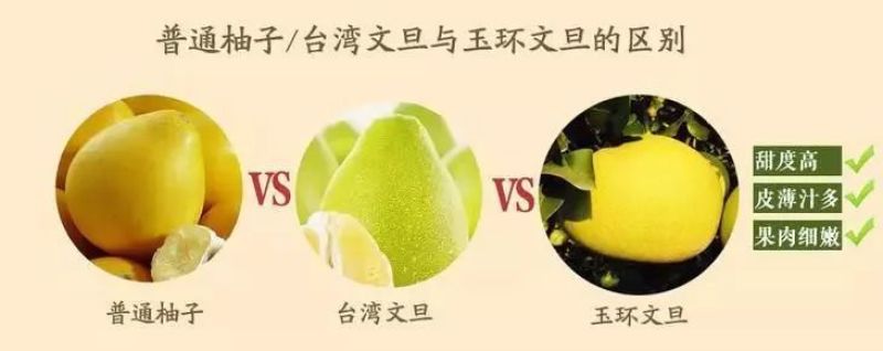 台州玉环文旦，文旦柚子，40年老树精品果