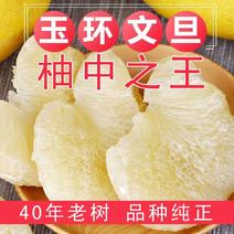 台州玉环文旦，文旦柚子，40年老树精品果