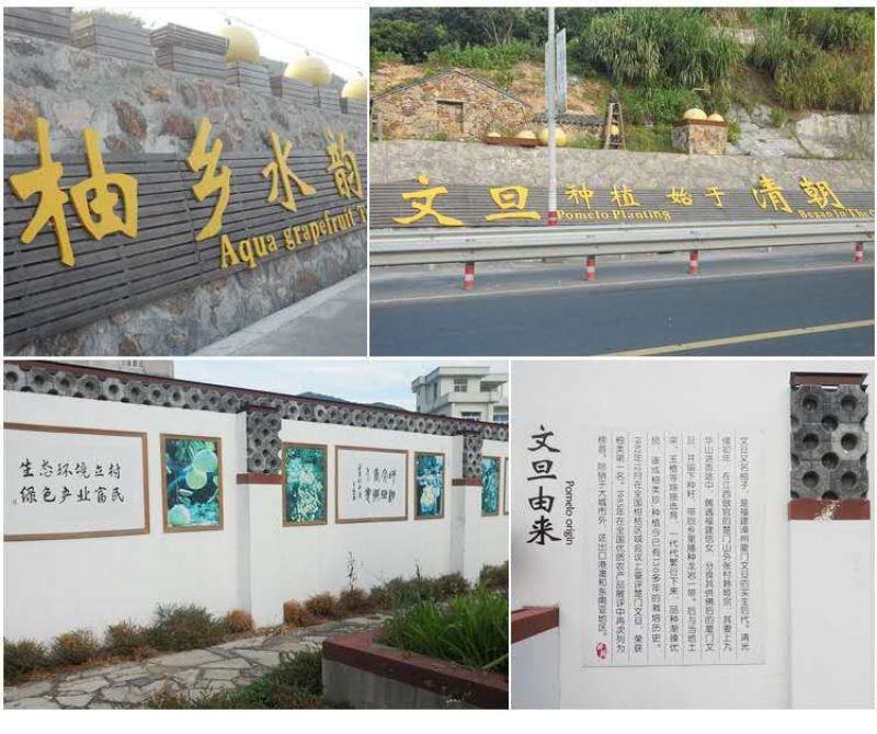 台州玉环文旦，文旦柚子，40年老树精品果