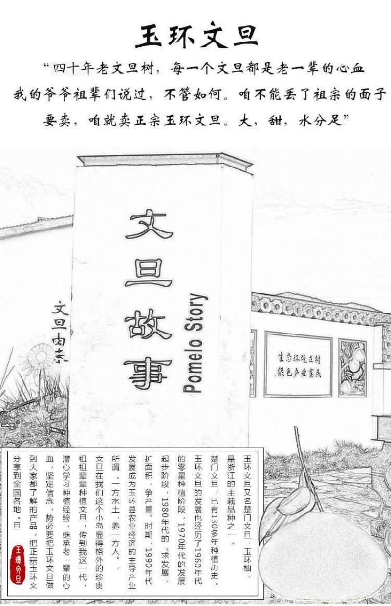 台州玉环文旦，文旦柚子，40年老树精品果