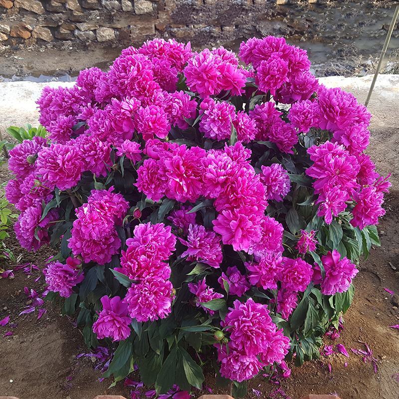 精品芍药花，盆栽地栽适宜南北方庭院户外阳台种植