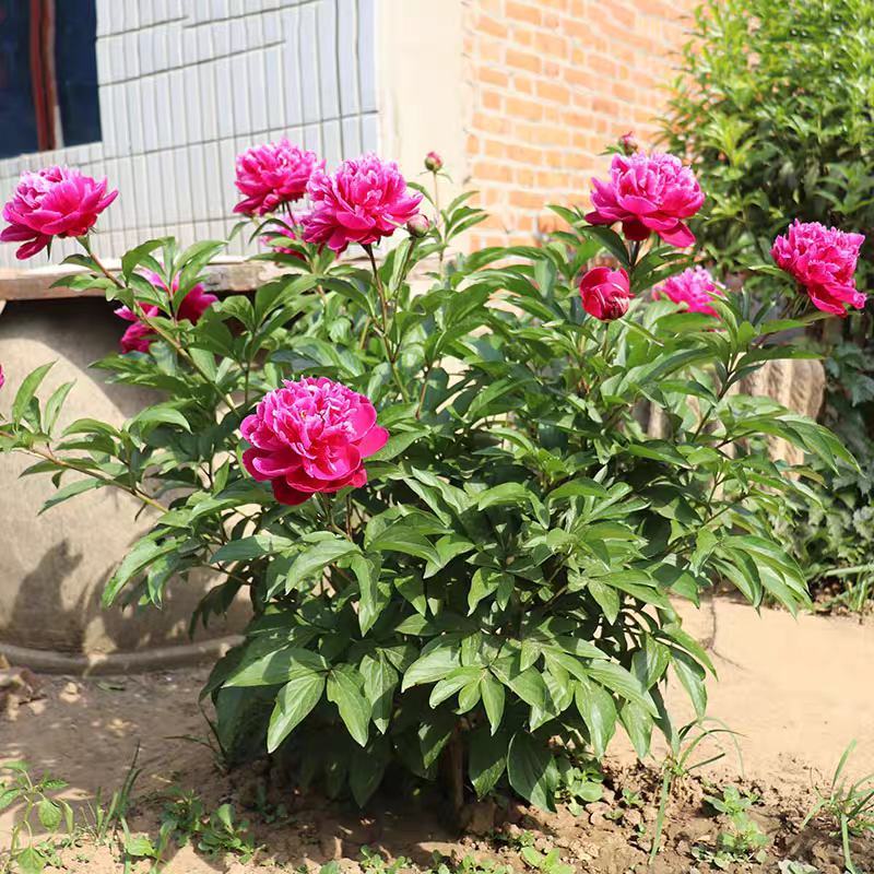 精品芍药花，盆栽地栽适宜南北方庭院户外阳台种植