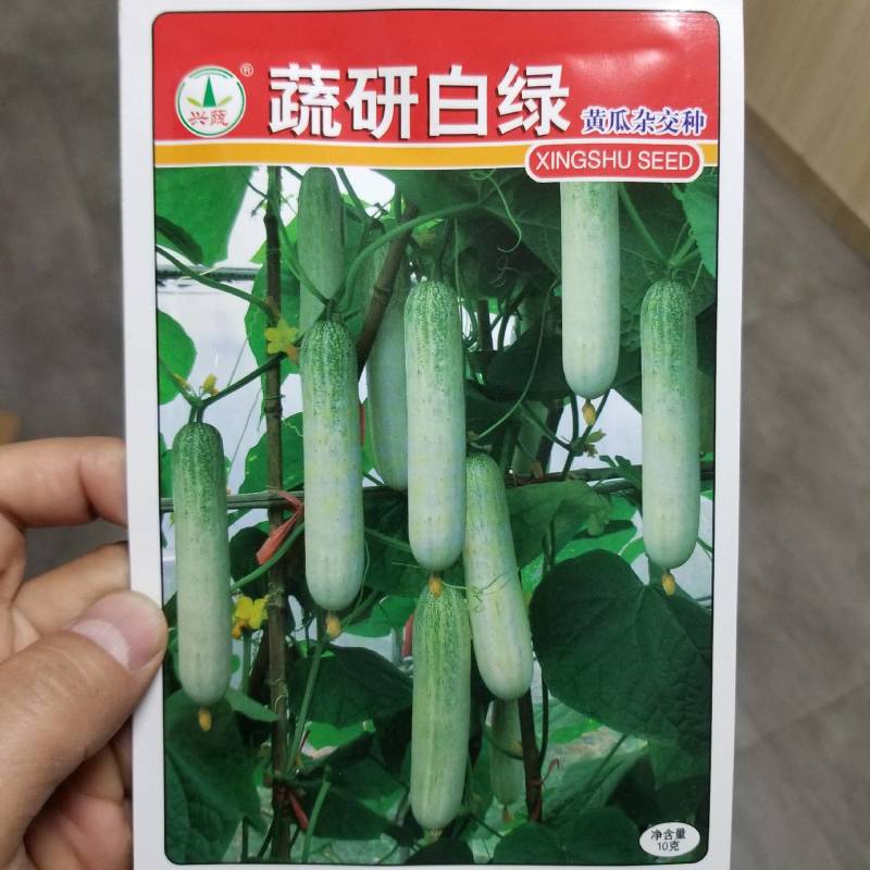 一代交配，湖南兴蔬种业，成都好特园艺出品，黄瓜种子