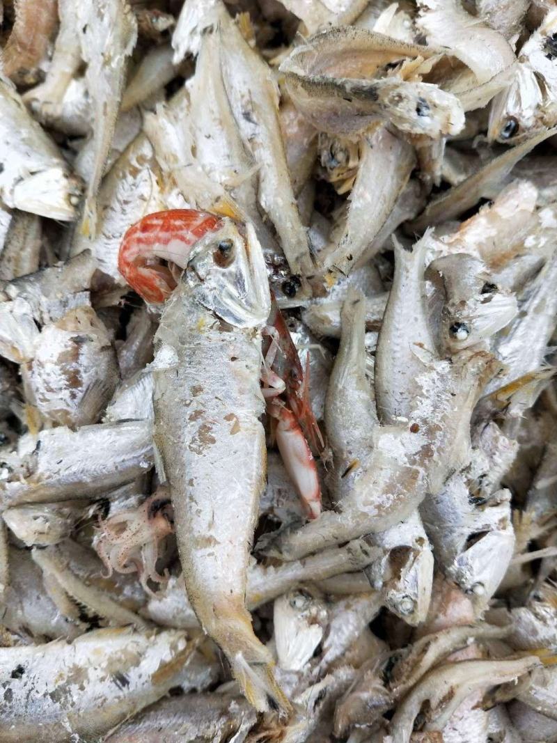 渤海湾国宝鱼小马囗鱼微咸当下酒菜配馒头窝窝一手货源不包邮
