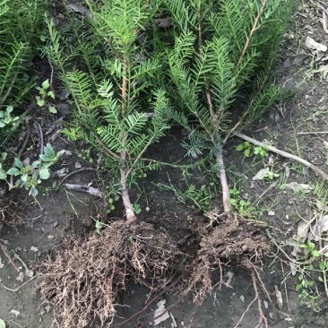 红豆杉苗本苗圃经营各种规格提供技术