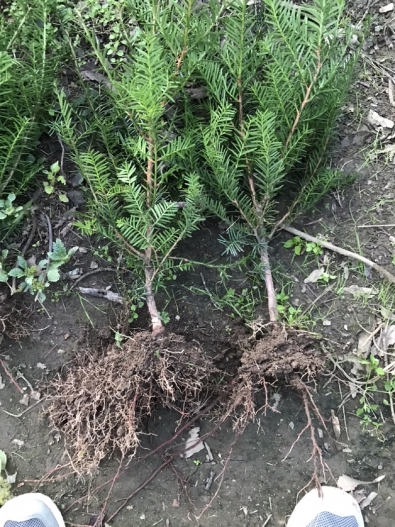 红豆杉苗本苗圃经营各种规格提供技术