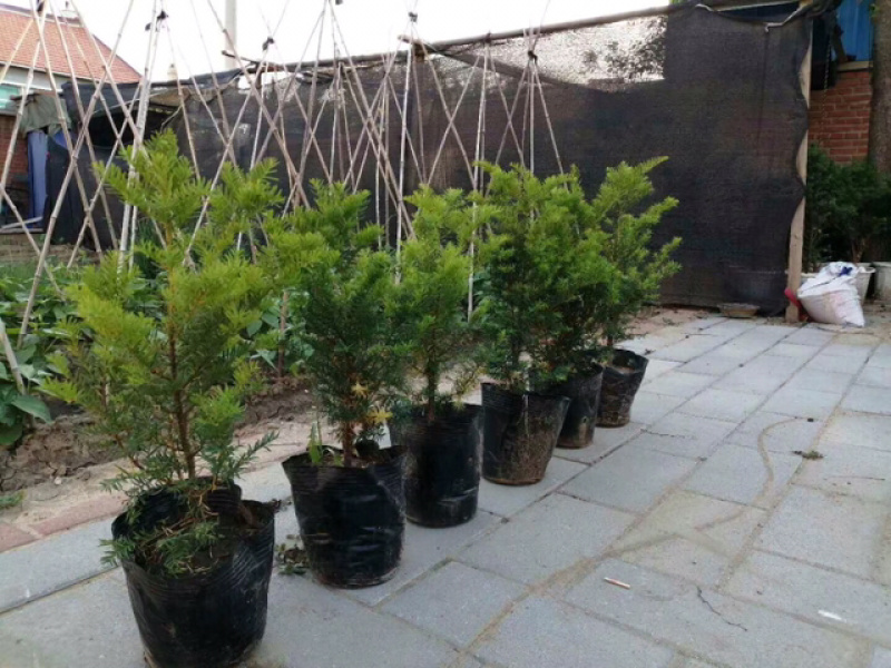 红豆杉苗本苗圃经营各种规格提供技术