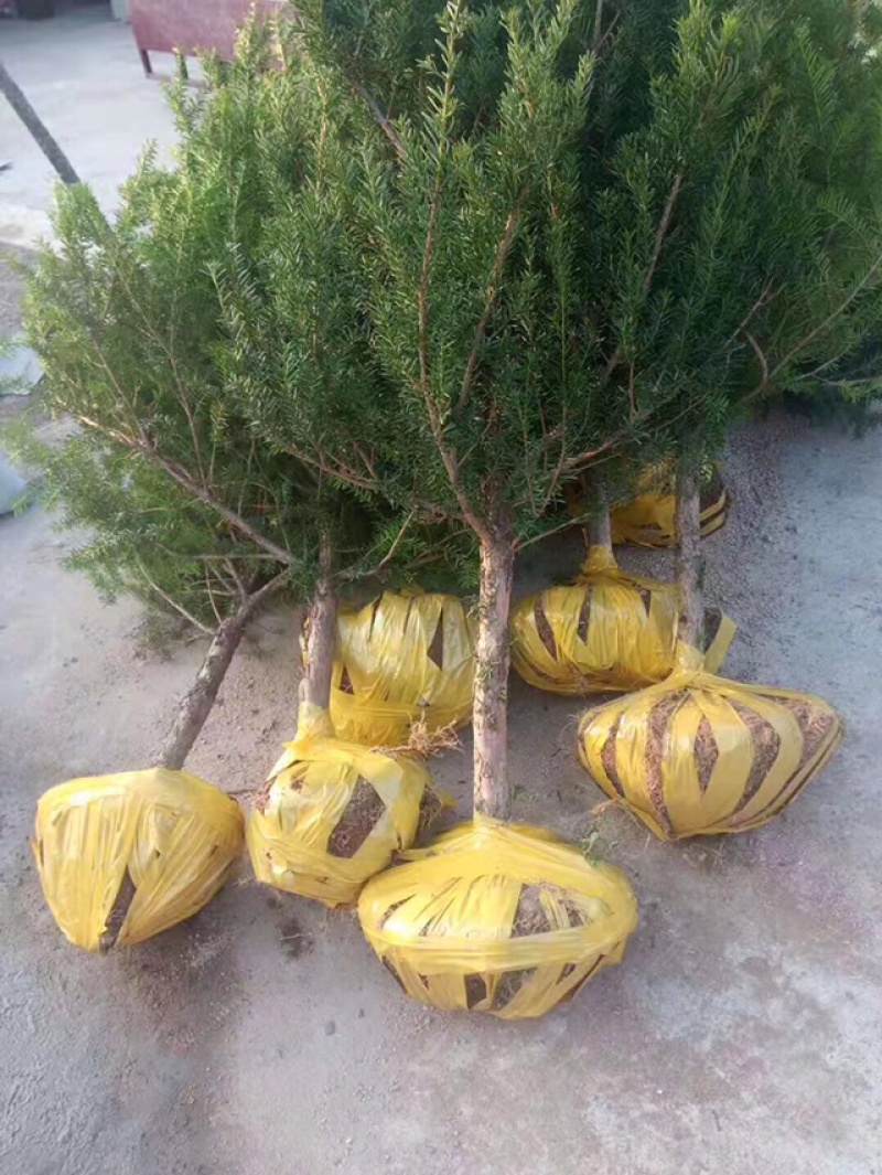 红豆杉苗本苗圃经营各种规格提供技术